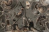 Polished Ammonite (Promicroceras) Slice - Marston Magna Marble #211348-1